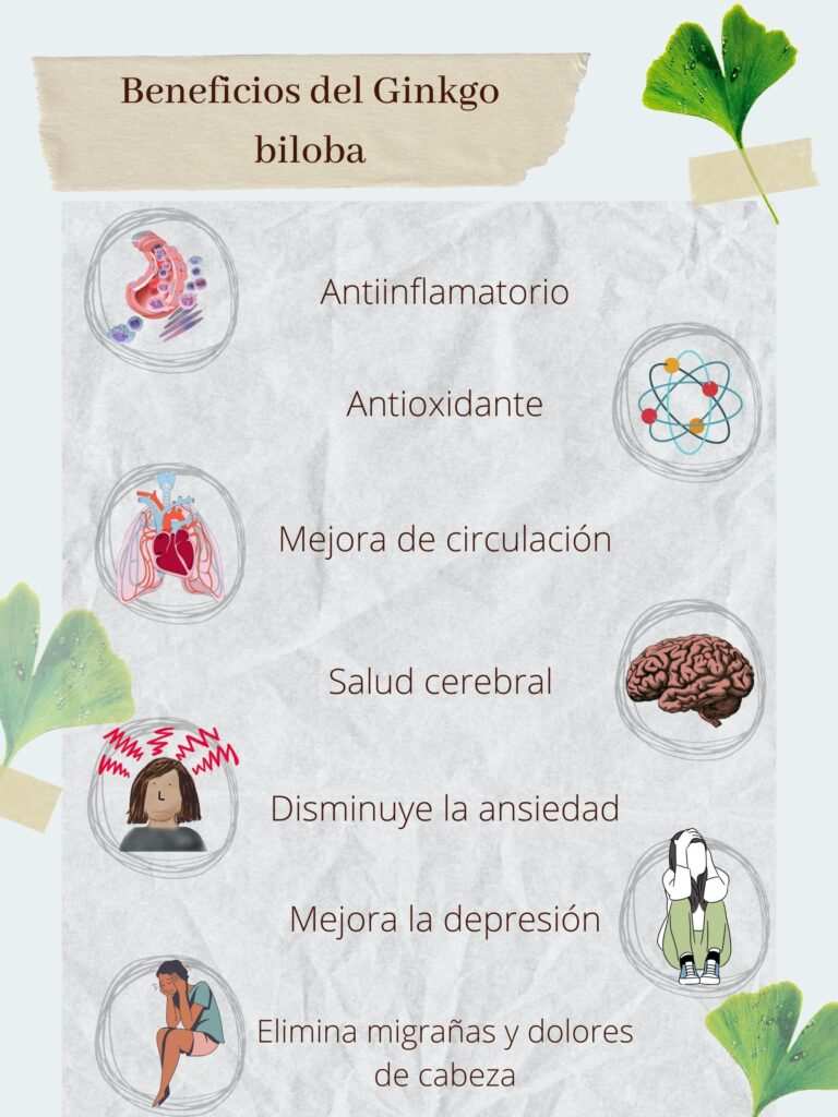 El ginkgo biloba sirve como antiinflamatorio, antioxidante, ayuda a la salud cerebral, circulación, ansiedad, etc.